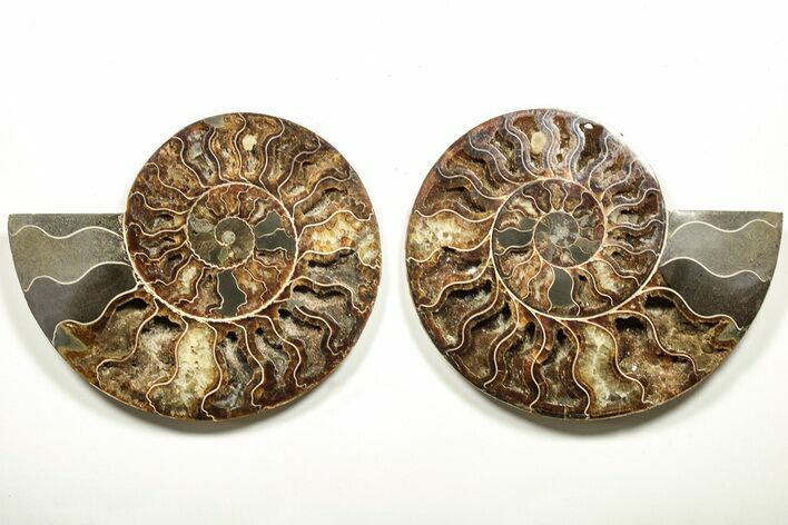 Cut & Polished, Agatized Ammonite Fossil - Madagascar #207434